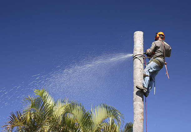 Best Stump Grinding and Removal  in USA